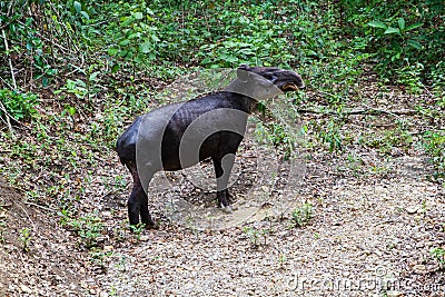 Wildlife: Baird Tapir is seen bathing in water reserve in the Jungle Stock Photo