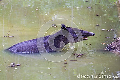 Wildlife: Baird Tapir is seen bathing in water reserve in the Jungle Stock Photo