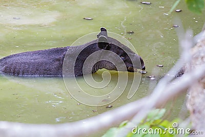 Wildlife: Baird Tapir is seen bathing in water reserve in the Jungle Stock Photo