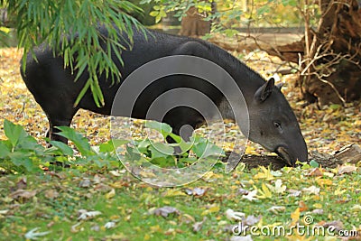 Baird tapir Stock Photo