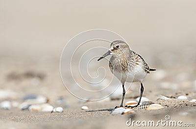 Bairds Strandloper, Bairds Sandpiper, Calidris bairdii Stock Photo