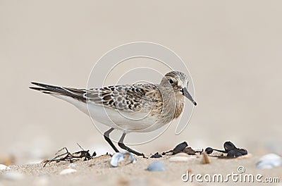 Bairds Strandloper, Bairds Sandpiper, Calidris bairdii Stock Photo