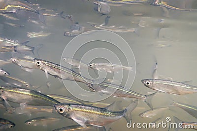 Bait fish Freshwater underwater. Common Bleak close up. Stock Photo