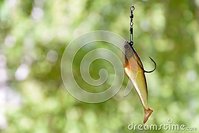 Bait number 6 vertical orientation for catching predatory fish in lakes and rivers. Stock Photo