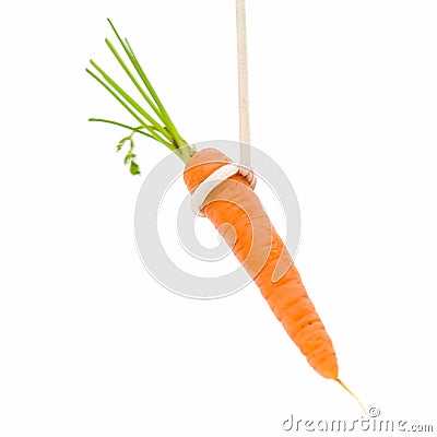 Bait. Small carrot. Stock Photo