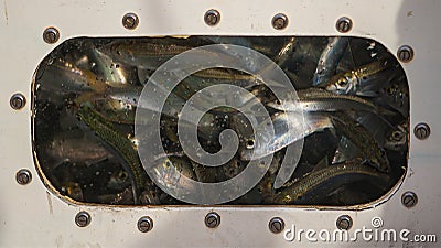 Baitfish in Panga Bait Tank Stock Photo
