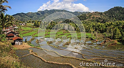 Rice paddies in the beautiful and luxurious countryside around bajawa Nusa Tenggara, flores island, Indonesia Stock Photo