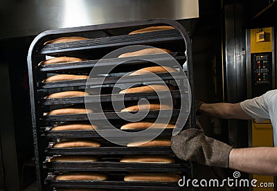 Baker`s hands in mittens hold baking trays with buns Stock Photo
