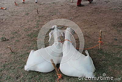 Bakra Mandi, Goat or Bull market, Animal Market Local animals Stock Photo