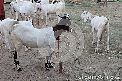 Bakra Mandi, Goat or Bull market, Animal Market Local animals Stock Photo