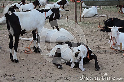 Bakra Mandi, Goat or Bull market, Animal Market Local animals Stock Photo