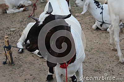 Bakra Mandi, Goat or Bull market, Animal Market Local animals Stock Photo