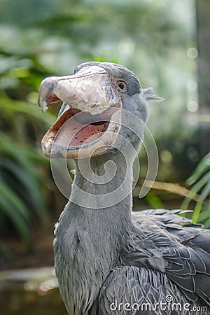 Balaeniceps rex - African rare bird Stock Photo