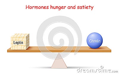 Balance of Hormones. hunger and satiety. Leptin adipose tissue and Ghrelin Vector Illustration