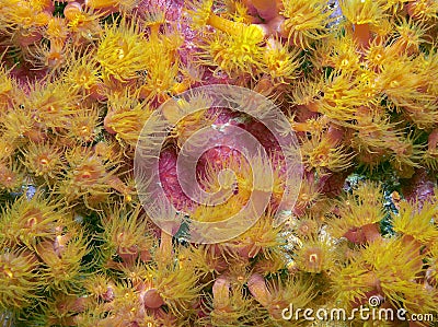 Balanophyllia elegans, orange cup corals Stock Photo