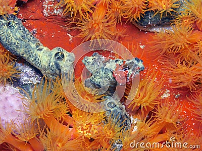 Balanophyllia elegans, orange cup corals Stock Photo