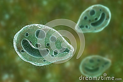Balantidium coli protozoan Cartoon Illustration