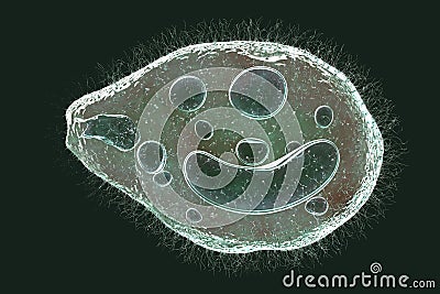 Balantidium coli protozoan Cartoon Illustration