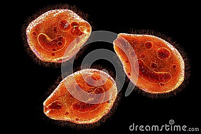 Balantidium coli protozoan Cartoon Illustration