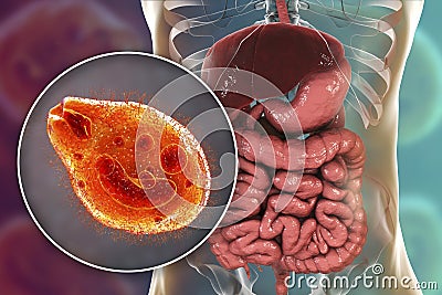 Balantidium coli protozoan in large intestine Cartoon Illustration