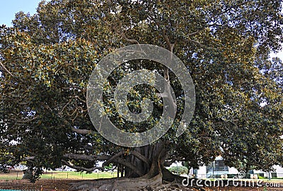 Balboa Park`s Magnificent Moreton Bay Fig Tree - Ficus Macrophyl Editorial Stock Photo