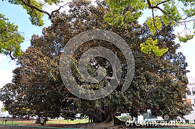 Balboa Park`s Magnificent Moreton Bay Fig Tree - Ficus Macrophyl Editorial Stock Photo