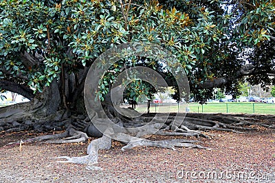 Balboa Park`s Magnificent Moreton Bay Fig Tree - Ficus Macrophyl Editorial Stock Photo