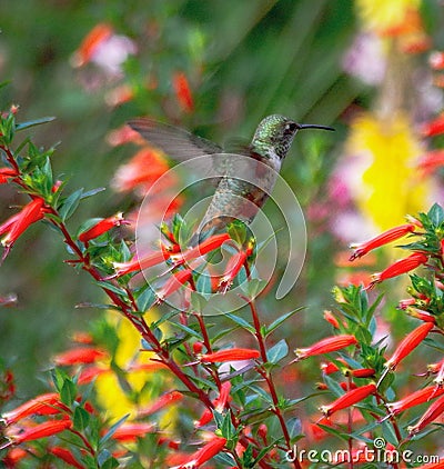 Dramatic hummingbird in flight San Diego Balboa Park Stock Photo