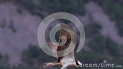 Balbuzard, haliaetus de pandion, panoramiques et toujours tout en alimentant sur la truite sur une branche en parc national de pi clips vidéos Balbuzard, haliaetus de pandion, panoramiques et toujours tout en alimentant sur la truite sur une branche en parc national de pi clips vidéos