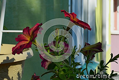 Balcony greening with beautiful petunia flowers. Summertime Stock Photo