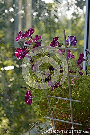 Balcony greening. Charming flowers of petunia on blurred background Stock Photo