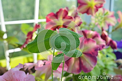 Balcony greening with cultivated and wild plants. Clover leaves Stock Photo
