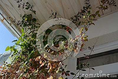 Balcony greening with thunbergia and cobaea. Climbed plants in vertical garden Stock Photo