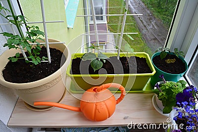 Balcony greening. Urban small garden with potted plants and bright orange watering can Stock Photo