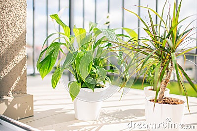 Balcony plants in white pots at sunny summer day with water drops Stock Photo