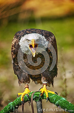 Bald american eagle screaming in a zoo Stock Photo