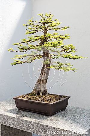 Bald Cypress Bonsai Stock Photo