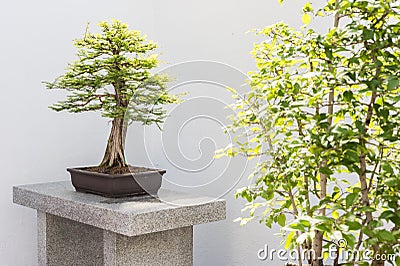 Bald Cypress Bonsai Stock Photo