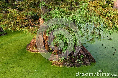 Bald Cypress in still waters, Reelfoot Lake in Tennessee Stock Photo