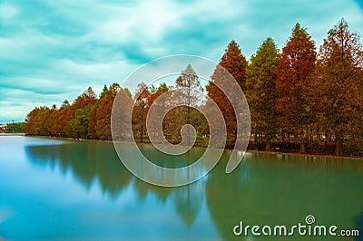 Bald Cypress(Taxodium distichum) by the river grows with red leaves. Stock Photo