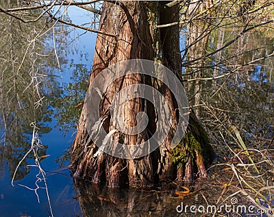 Bald cypress tree - Taxodium distichum - close up of bottom lower area growing in tannin stained murky water. Interesting flaky Stock Photo