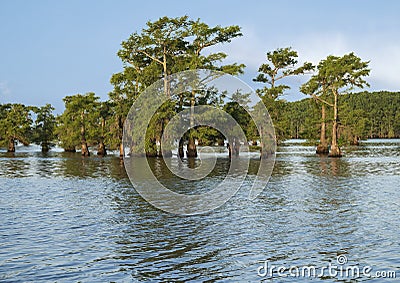 Bald cypress trees growing in Caddo Lake and bayou on the Texas side, near Uncertain, Texas. Stock Photo