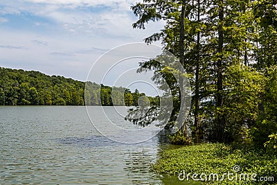 Bald Cypress Trees Near Shore of Stumpy Lake Stock Photo