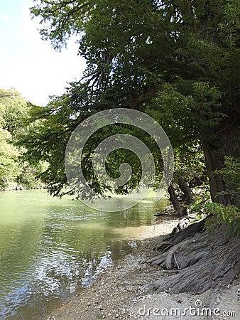 Bald Cypress Trees on the Guadalupe River Stock Photo