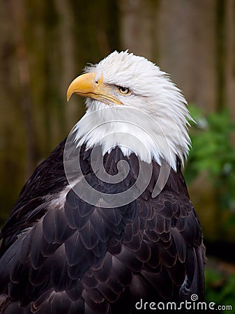 Bald Eagle Stock Photo