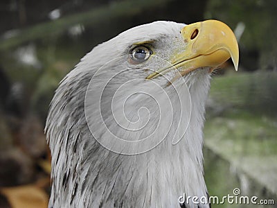 Our Military, like the bald eagle stands `eyes to the sky` Stock Photo