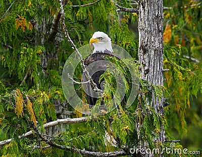 Bald Eagle Stock Photo