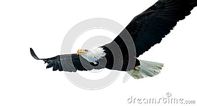 Bald Eagle (22 years) Stock Photo