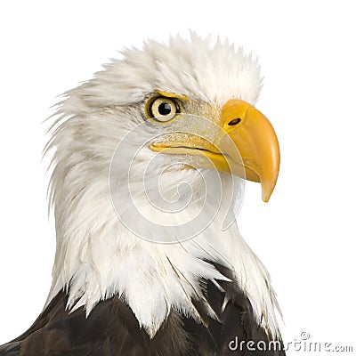 Bald Eagle (22 years) - Haliaeetus leucocephalus Stock Photo