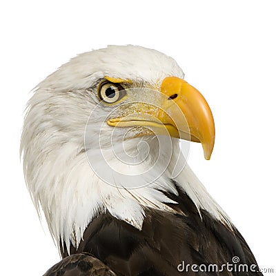 Bald Eagle (22 years) - Haliaeetus leucocephalus Stock Photo